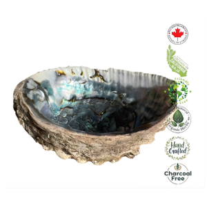 6" Abalone Shell